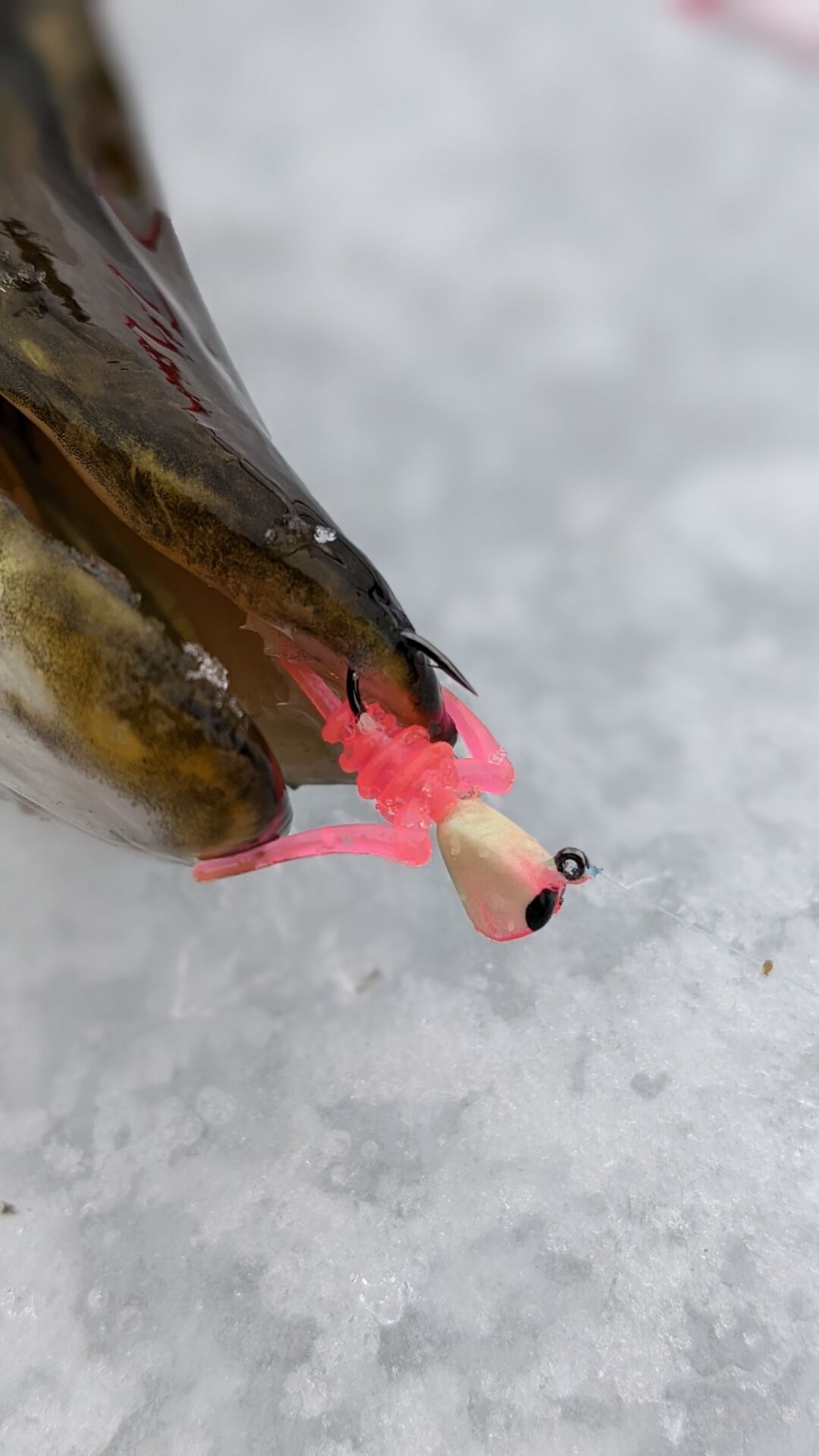 Best Ice Fishing Leader Line informacionpublica.svet.gob.gt